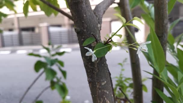 Footage White Tiny Jasminum Officinale Flowers — Stock Video