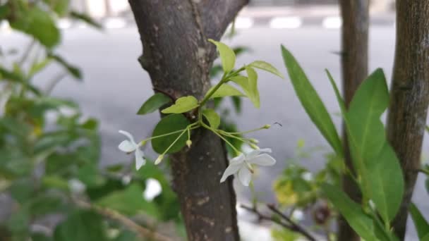 白い小さなジャスミンの花の映像です — ストック動画