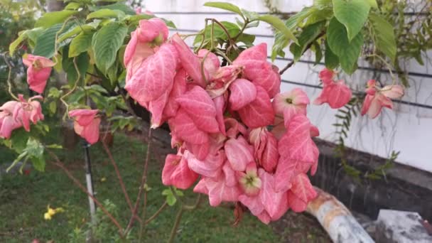 Záběry Růžové Rostliny Mussaenda Erythrophylla — Stock video