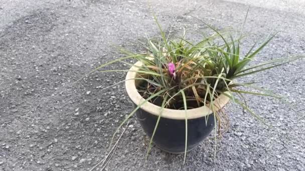 Záběry Květináče Listnaté Rostliny Cyanea Lípa — Stock video