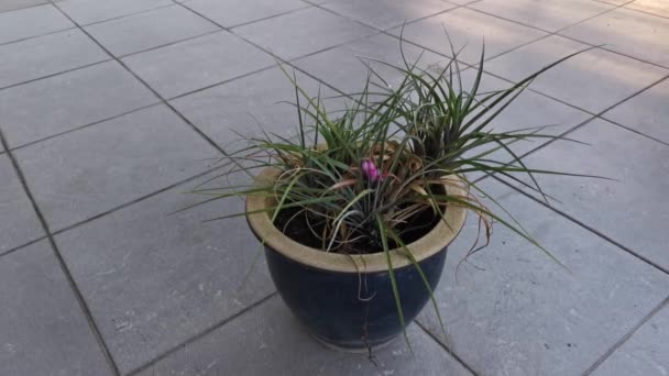 Yapraklı Tillandsia Siyanea Ihlamur Bitkisinin Görüntüsü — Stok video