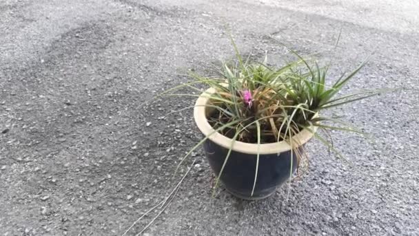 Imágenes Una Maceta Frondosa Planta Tilo Tillandsia Cyanea — Vídeo de stock