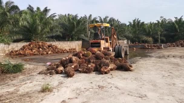 Perak Malaysia November 2020 Aufnahme Des Erntepalmenlieferplatzes Der Zur Verarbeitungsfabrik — Stockvideo