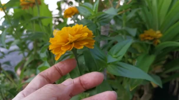 Footage Yellow Zinnia Elegans Flower — Stock Video