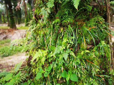 Bagajda vittaria ensiforis eğreltiotu ve yosun var..
