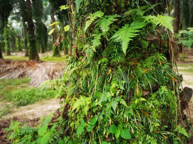 Bagajda vittaria ensiforis eğreltiotu ve yosun var..