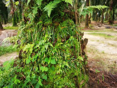 Bagajda vittaria ensiforis eğreltiotu ve yosun var..