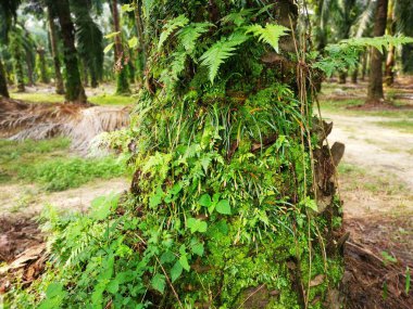 Bagajda vittaria ensiforis eğreltiotu ve yosun var..