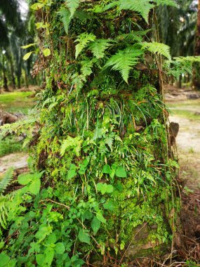 Bagajda vittaria ensiforis eğreltiotu ve yosun var..