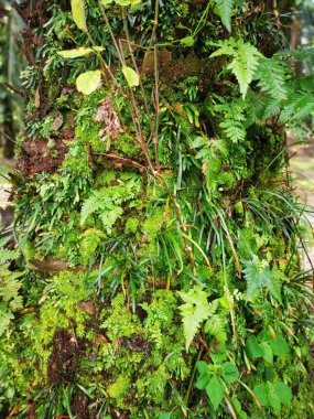 Bagajda vittaria ensiforis eğreltiotu ve yosun var..