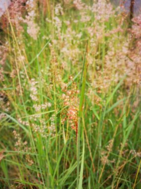 Vahşi Melinda 'nın otları temizlediği yer..