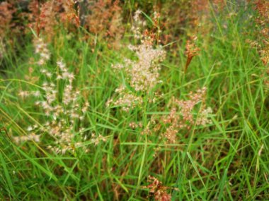 Vahşi Melinda 'nın otları temizlediği yer..