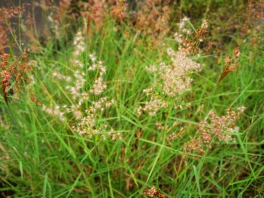 Vahşi Melinda 'nın otları temizlediği yer..