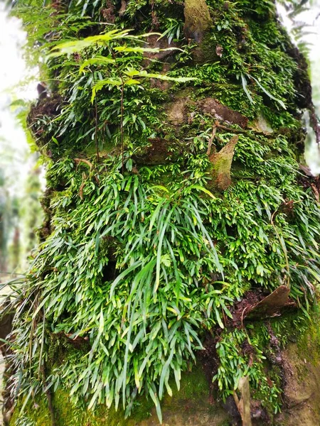 Scene Vittaria Ensiformis Fern Moss Trunk — Stock Photo, Image