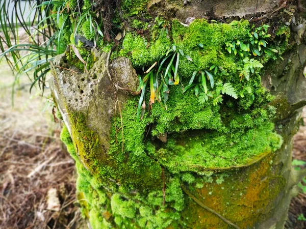 Scenen Vittaria Ensiformis Ormbunke Och Mossa Bakluckan — Stockfoto