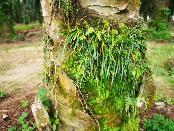Scene Vittaria Ensiformis Fern Moss Trunk — Stock Photo, Image