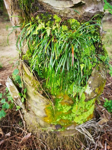 Scene Vittaria Ensiformis Fern Moss Trunk — Stock Photo, Image