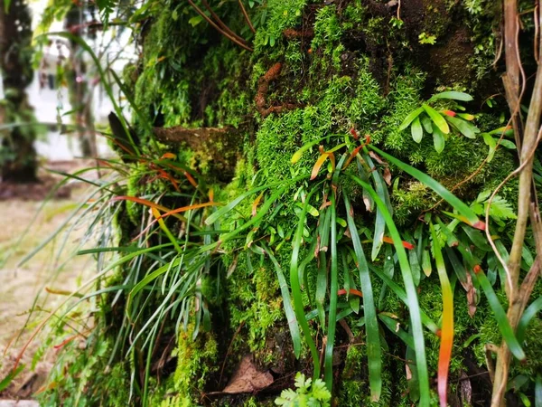 Scenen Vittaria Ensiformis Ormbunke Och Mossa Bakluckan — Stockfoto