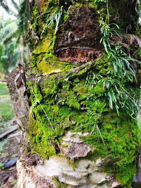 Scène Vittaria Ensiformis Fougère Mousse Sur Tronc — Photo