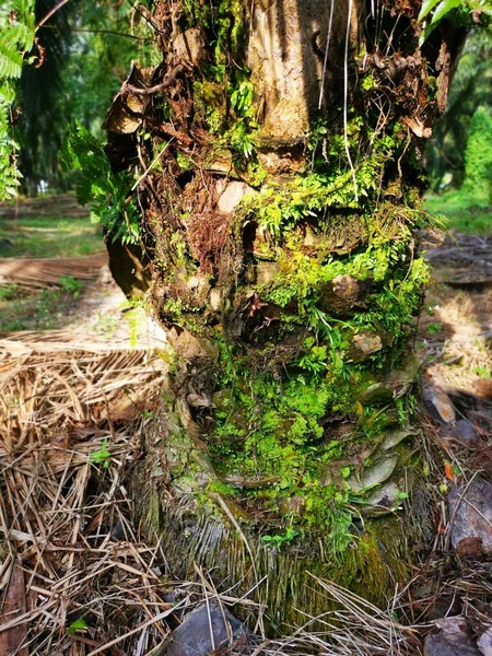 Cena Vittaria Ensiformis Samambaia Musgo Tronco — Fotografia de Stock