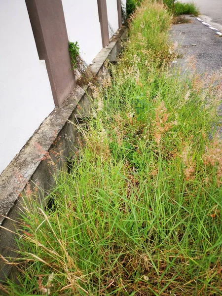 Scène Van Wilde Melini Repen Gras Plant — Stockfoto