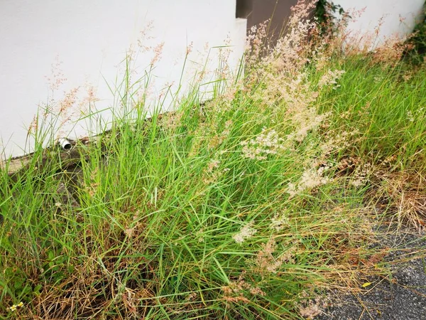 Scene Wild Melinis Repen Grass Plant — Stock Photo, Image