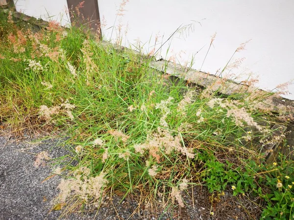 Scène Van Wilde Melini Repen Gras Plant — Stockfoto