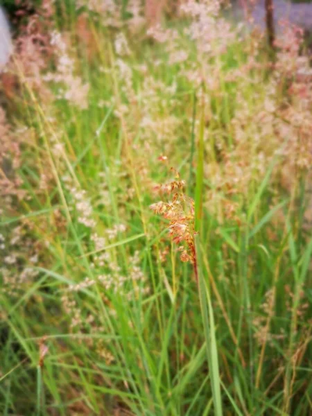 Scene Wild Melinis Repen Grass Plant — Stock Photo, Image