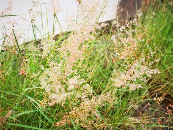 Cena Melinis Selvagens Répen Planta Grama — Fotografia de Stock