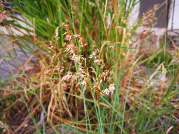 Scene Wild Melinis Repen Grass Plant — Stock Photo, Image