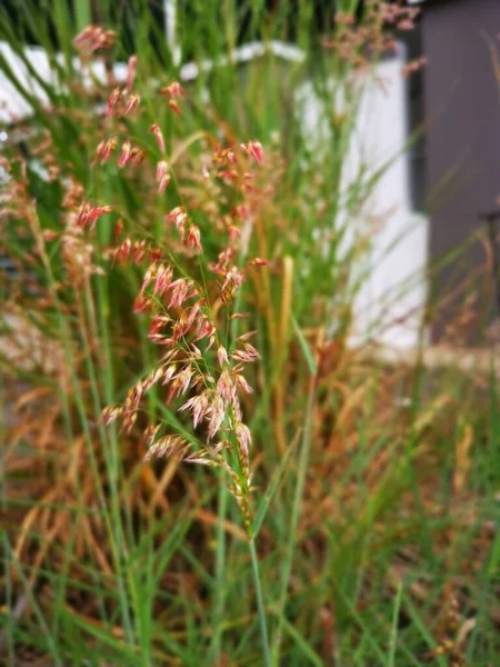 Scène Van Wilde Melini Repen Gras Plant — Stockfoto