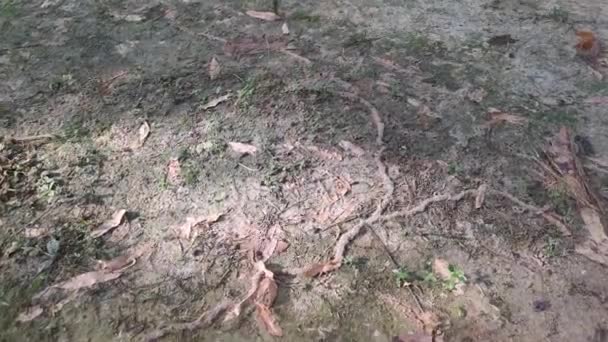 Footage Sandy Track Red Fire Ants Nest Ground — 비디오