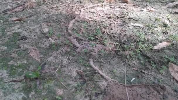 Footage Sandy Track Red Fire Ants Nest Ground — 비디오