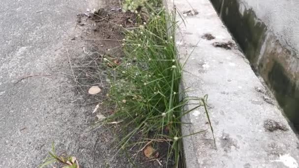 Scène Séquence Cypérus Vert Sauvage Herbe — Video