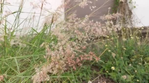 Záběry Divoké Melinis Repen Tráva Rostlina — Stock video