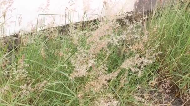 Footage Scene Wild Melinis Repen Grass Plant — Stock Video