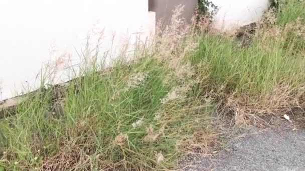 Footage Scene Wild Melinis Repen Grass Plant — Stock Video