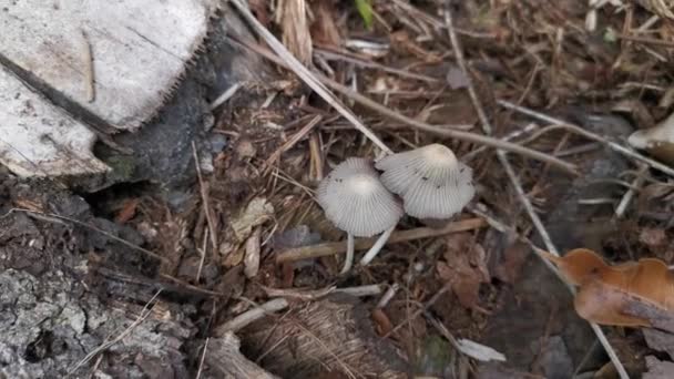 Cena Filmagem Crescimento Venenoso Dos Fungos Mycena — Vídeo de Stock