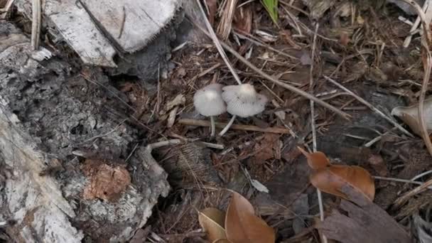 Scena Filmata Della Velenosa Crescita Dei Funghi Mycena — Video Stock