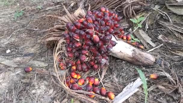 Imágenes Del Único Grupo Frutos Palma Aceitera — Vídeo de stock