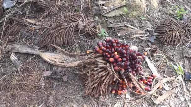 Záběry Jednoho Shluku Plodů Palmového Oleje — Stock video