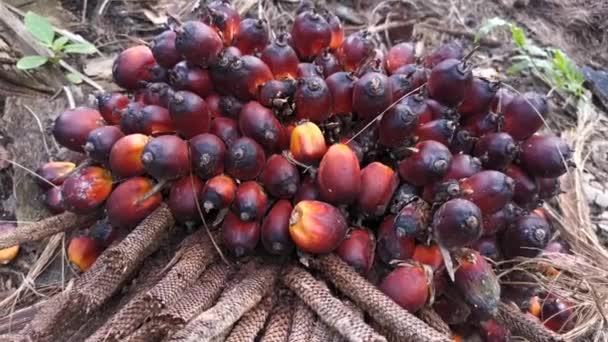 Beeldmateriaal Van Één Cluster Palmolie Fruit — Stockvideo