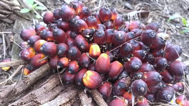 Footage Single Cluster Palm Oil Fruit — Stock Video