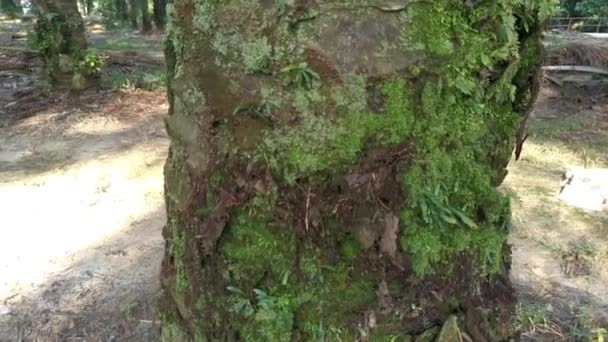 Cena Filmagem Vittaria Ensiformis Samambaia Musgo Tronco — Vídeo de Stock