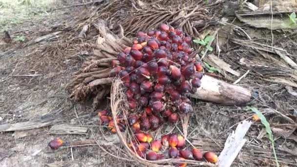 Footage Single Cluster Palm Oil Fruit — Stock Video