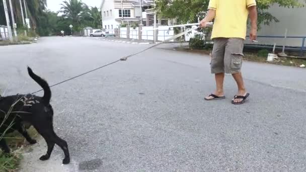 主人が黒い犬を連れて路上を散歩している映像です — ストック動画