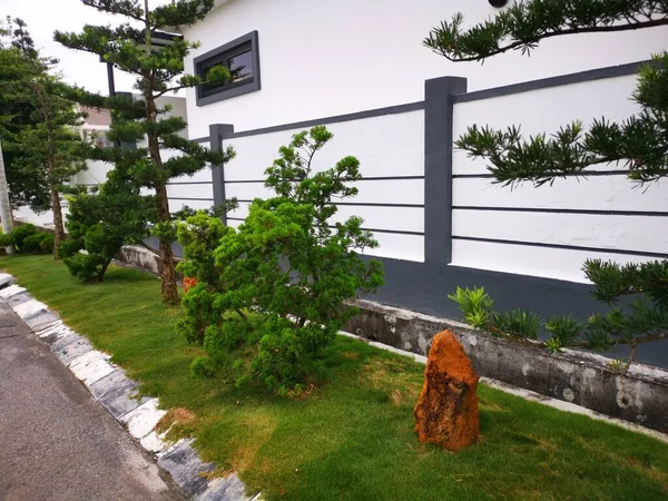 Straat Scêne Van Aziatische Naaldboom Decoratieve Varen Boom — Stockfoto