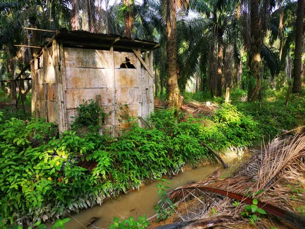 Eski Harap Olmuş Ahşap Kulübe Yağ Palmiyesinin Içinde Terk Edilmiş — Stok fotoğraf