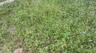 Ageratum Conyzoides otunun üzerinde yürürken çekilmiş görüntüler.