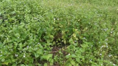 Ageratum Conyzoides otunun üzerinde yürürken çekilmiş görüntüler.